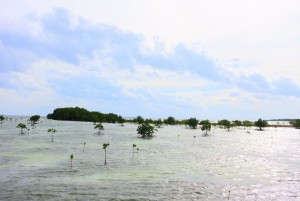 image1 (93)