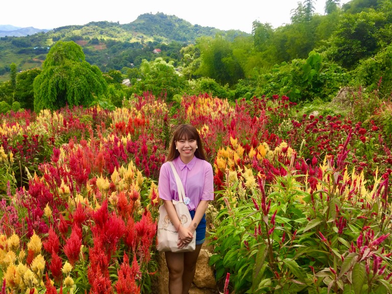 セブ島シラオフラワーガーデン（リトルアムステルダム）：絶景の花畑スポット