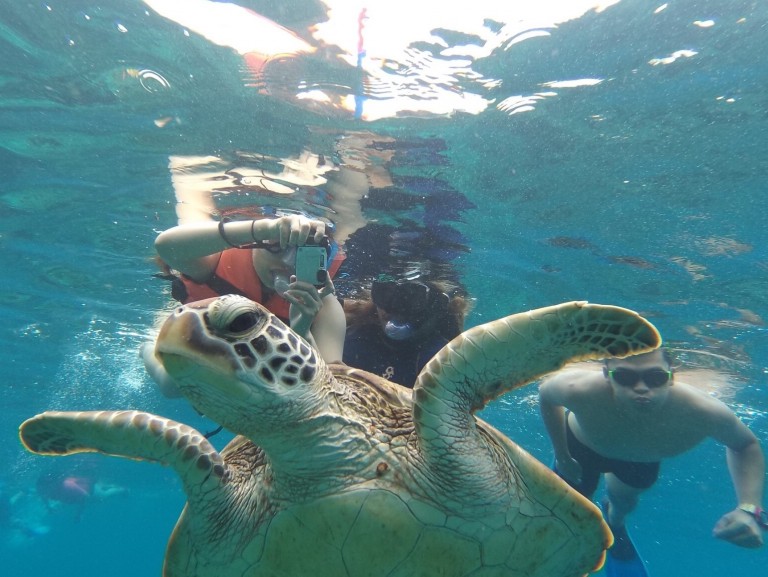 アポ島（Apo Island）観光ガイド｜セブ島から行けるシュノーケリング天国