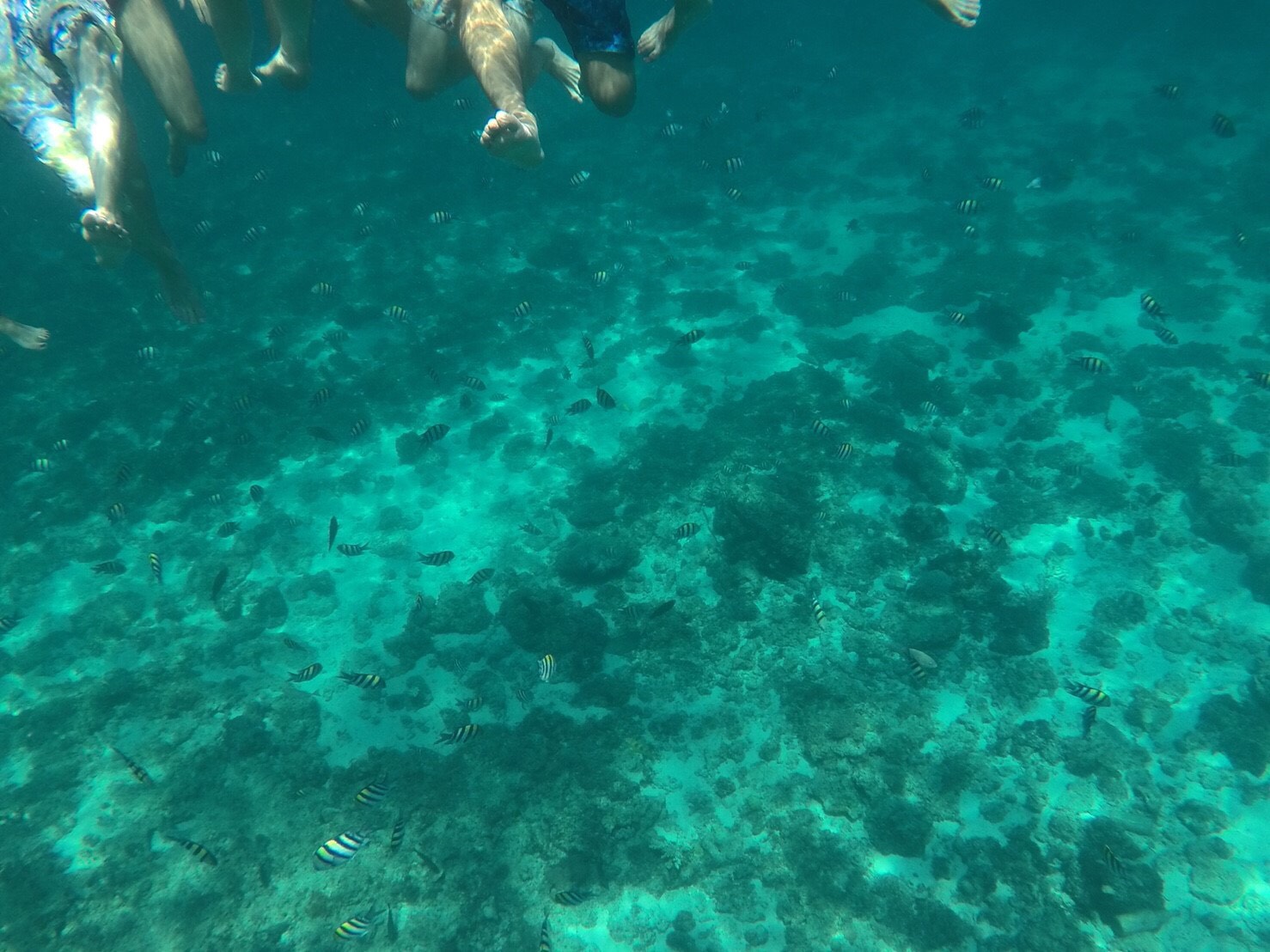 S_8490070607196